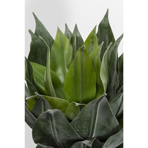 kare-design-deko-pflanze-agave-gr-n-120-cm-k-nstlich-mit-topf image 6