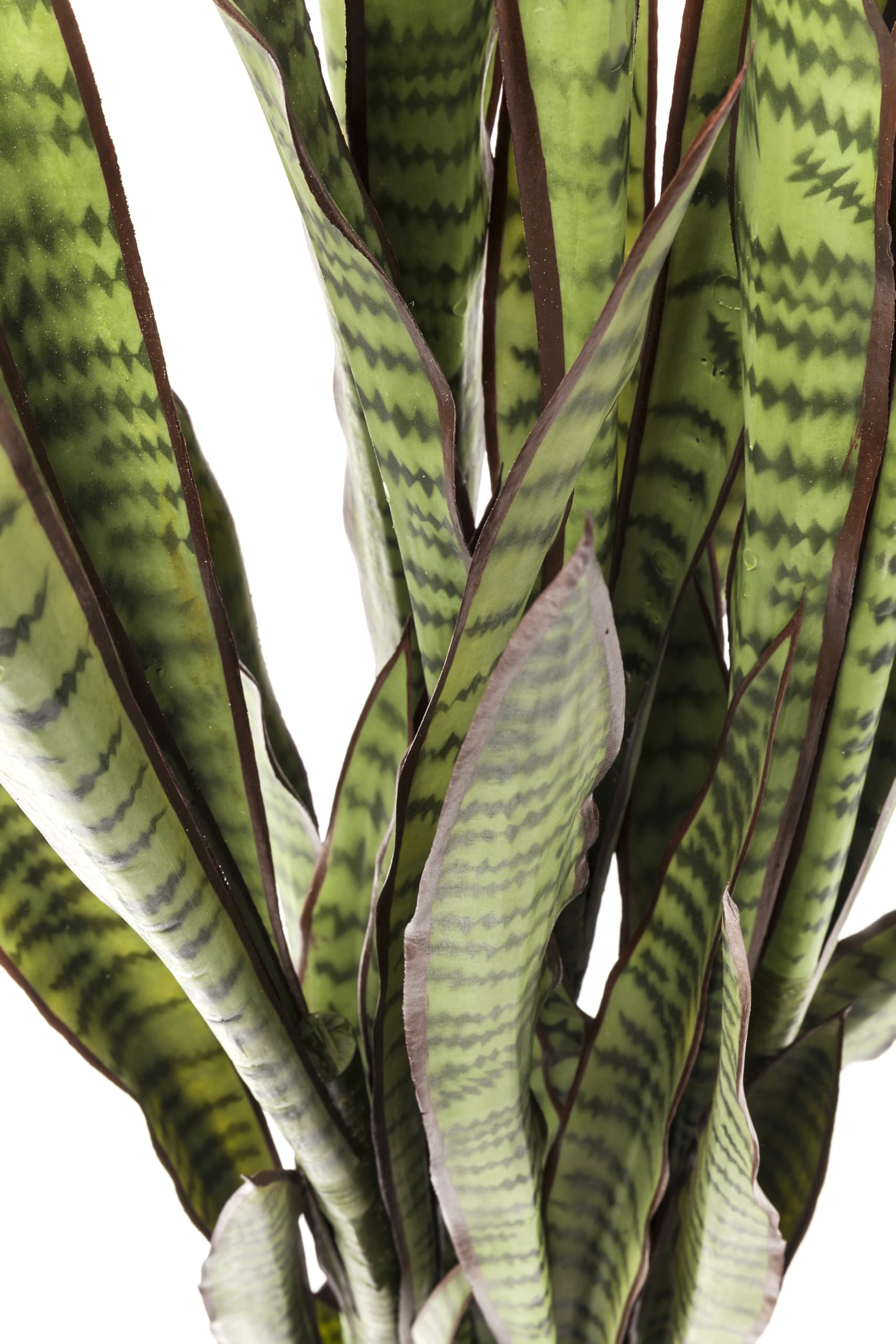 kare-design-sansevieria-dekopflanze-155x35x35-cm-t-uschend-echte-kunstpflanze image 4