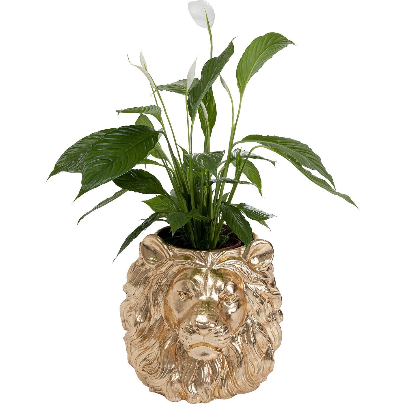 kare-design-lion-deko-bertopf-gold-l-wenkopf-44x40x38-cm image 2