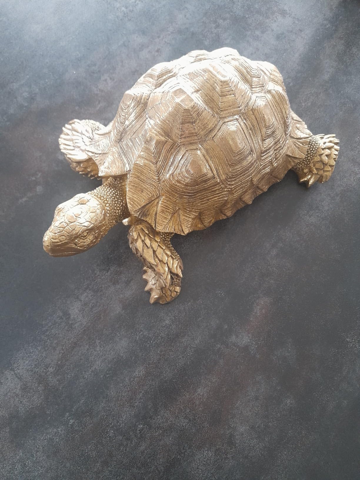 Elegante Schildkröte